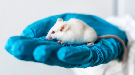 Studiu: Ce s-a întâmplat cu șoarecii hrăniți cu mâncare grasă timp de 30 de săptămâni